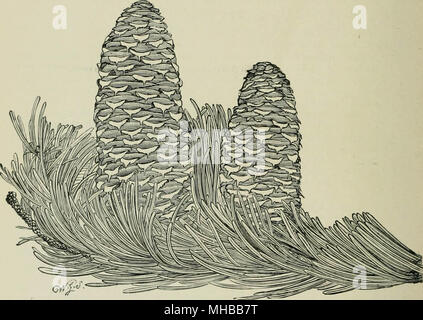 "Veitch il manuale del coniferae : contenente una revisione generale dell ordine, una sinossi delle specie coltivate in Gran Bretagna, la loro storia botanica, proprietà economica, luogo e utilizzare in arboricoltura, etc' (1900) Foto Stock