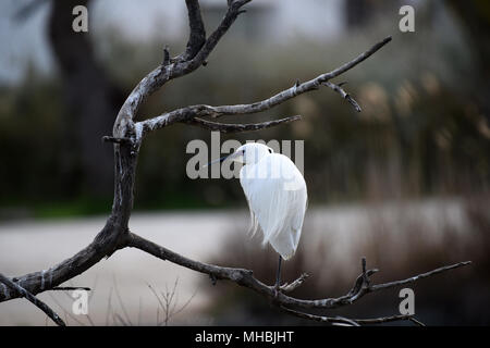 Garzetta (Egretta garzetta) appollaiato sul ramo di albero in Camargue, Francia, Europa Foto Stock