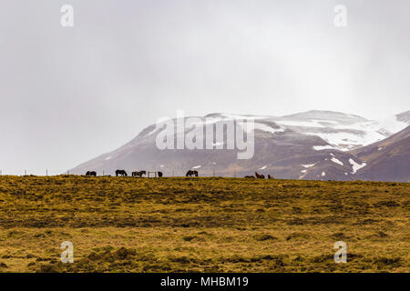 Allevamento di cavalli islandesi visto all'orizzonte contro montagne innevate vicino al villaggio di Glambaer, Nord Islanda Foto Stock