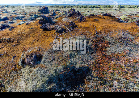 Di muschio campo di lava vicino alla città di Vik, Islanda Foto Stock