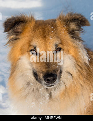 Islanddog (Canis lupus familiaris), animale ritratto nella neve, anche Spitz islandese, islandese pastore, Islanda Foto Stock