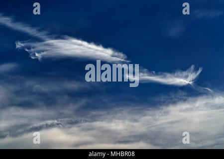 Vento di piume increspate nuvole (cirrus) davanti a un cielo blu, Nord Reno-Westfalia, Germania Foto Stock