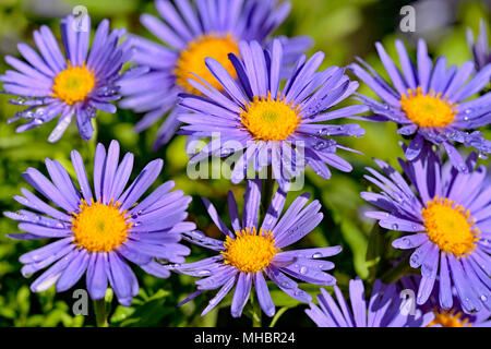 Lilla aestri alpino (Aster alpinus), fiori, Renania settentrionale-Vestfalia, Germania Foto Stock