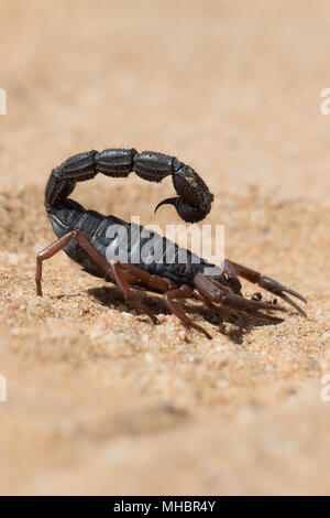 Transvaal thick-tailed scorpion (Parabuthus transvaalicus) nel deserto di sabbia, Parco Namib-Naukluft, Namibia Foto Stock