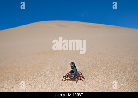 Transvaal thick-tailed scorpion (Parabuthus transvaalicus) nel deserto di sabbia, Parco Namib-Naukluft, Namibia Foto Stock