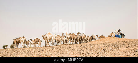 Cammelli nel deserto Foto Stock