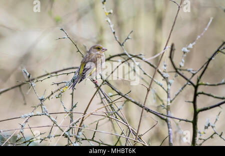 Verdone (Carduelis chloris) femmina appollaiato su un ramoscello Foto Stock