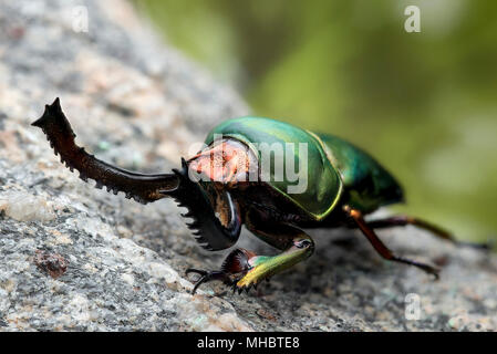 Lucanidae Foto Stock