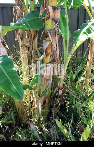 Banana ventose crescente vicino al banana mature tree Foto Stock