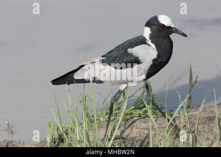 Fabbro Pavoncella o Plover (Vanellus armatus). L'Okavango, Botswana. Oriente e Africa centrale. Foto Stock