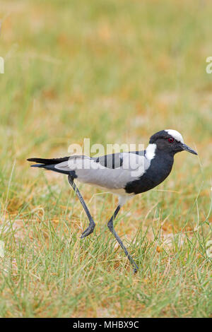 Fabbro Pavoncella o Plover (Vanellus armatus). L'Okavango, Botswana. Oriente e Africa centrale. Foto Stock