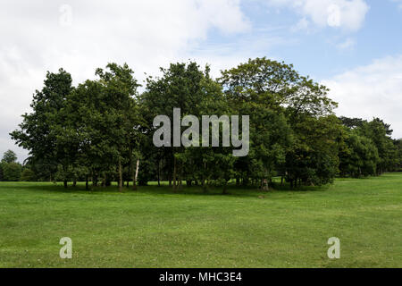 Una immagine di un cluster di alberi nel centro del parco Foto Stock