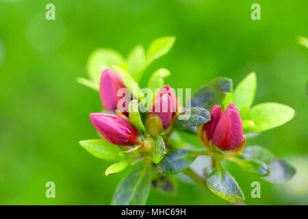 Rosa Azalea japonica boccioli. Foto Stock