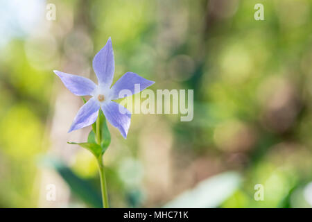 Vinca difformis. Intermedio fiore pervinca Foto Stock