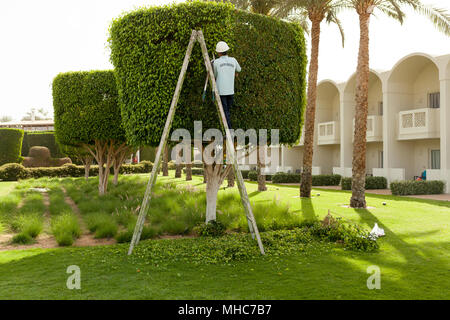 L uomo è il taglio di alberi nel parco professionale giardiniere in modo uniforme i tagli delle boccole con clippers Foto Stock