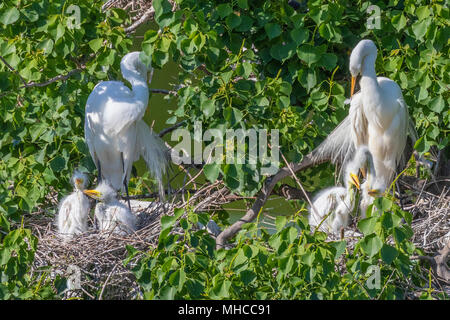 Due ARIONI BIANCHI MAGGIORI con pulcini sui nidi di Smith Oaks Rookery ad alta Isola, TX. Foto Stock