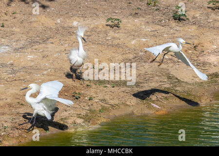 Snowy Egrets impegnato nel comportamento territoriale di Smith Oaks Rookery ad alta Isola, TX. Foto Stock