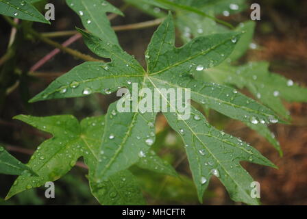 Ogni goccia conta (foglia verde / foglie) Foto Stock