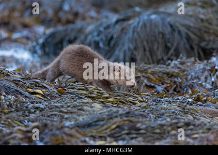 Un giovanissimo otter cub segue la sua madre attraverso alcune alghe rocce coperte accanto a coastal loch sull'Isle Of Mull in Scozia. Foto Stock