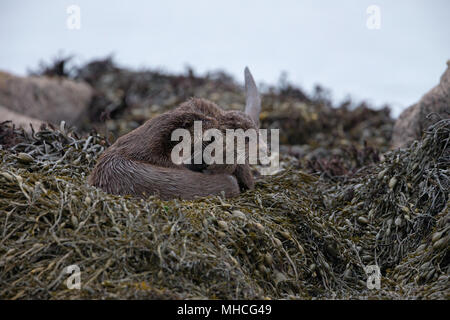 Una madre lontra e la sua coppia cub, toelettatura accanto a coastal loch sull'Isle Of Mull in Scozia. Foto Stock