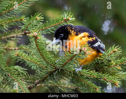 Baltimore Rigogolo (Icterus galbula) esegue la ricerca di cibo su un albero sempreverde in primavera Foto Stock