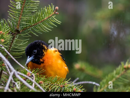 Baltimore Rigogolo (Icterus galbula) esegue la ricerca di cibo su un albero sempreverde in primavera Foto Stock