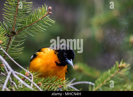 Baltimore Rigogolo (Icterus galbula) esegue la ricerca di cibo su un albero sempreverde in primavera Foto Stock