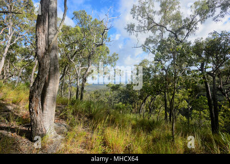 Aprire foresta di eucalipti in Davies Creek National Park, vicino Mareeba Aeroporto, estremo Nord Queensland, FNQ, QLD, Australia Foto Stock