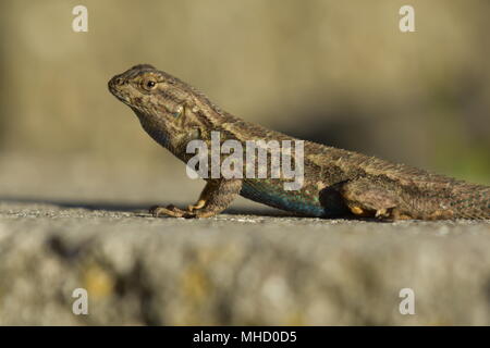 Un ventre blu Lizard appendere fuori su pietre calde in El Cerrito, CA. Foto Stock