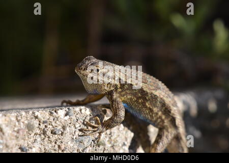 Un ventre blu Lizard appendere fuori su pietre calde in El Cerrito, CA. Foto Stock