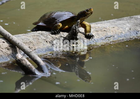 Un Western Pond Turtle bagni di sole su un log in Jewel Lake, Tilden Park, SF Bay Area, CA. Foto Stock