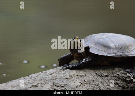 Un Western Pond Turtle bagni di sole su un log in Jewel Lake, Tilden Park, SF Bay Area, CA. Foto Stock