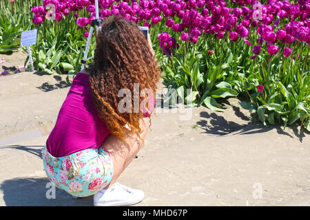 Giovane donna accovacciata bassa sul terreno di scattare le foto del tulip fiori all'Skagit Valley Tulip Festival in Mount Vernon, Washington, Stati Uniti d'America. Un tri Foto Stock