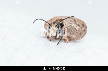 Un maschio di mason bee (Osmia) schiusa dal suo bozzolo Foto Stock