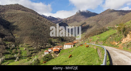 Panorama di una strada stretta e vacche nel Parco Nazionale di Picos de Europa, Spagna Foto Stock