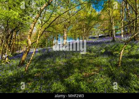 Tappeto di bosco Bluebells catturati nel sole di primavera, Emmetts giardino, Kent, Regno Unito Foto Stock