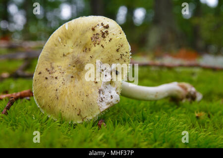 Tossico mortale amanita phalloides funghi, deathcap Foto Stock