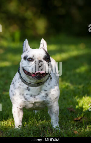 Bianco nero pezzati bulldog francese cane femmina in una giornata di sole nelle ombre del giardino Foto Stock