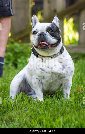 Bianco nero pezzati bulldog francese cane femmina in una giornata di sole nelle ombre del giardino Foto Stock