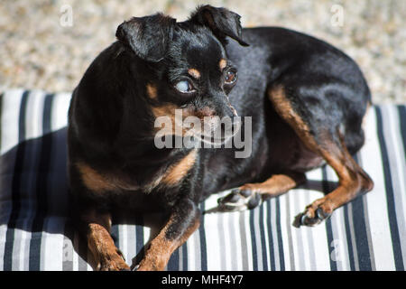 Il vecchio cieco Pinscher miniatura giacente su una coperta al sole Foto Stock