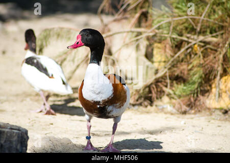 Shelduck comune anatra maschio (Tadorna tadorna) Foto Stock