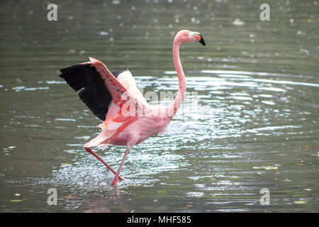 Maggiore fenicotteri (Phoenicopterus roseus) in cattività Foto Stock