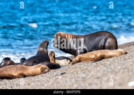 Grande maschio di leone marino della guarnizione sulla spiaggia di Patagonia mentre ruggente Foto Stock