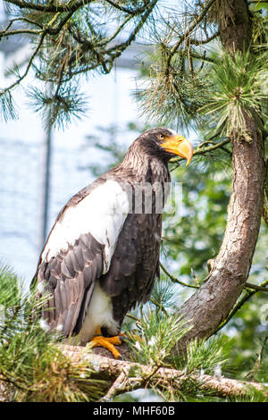 Steller mare-eagle - Riesenseeadler - Haliaeetus pelagicus Foto Stock