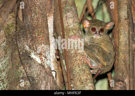 Tarsius piccola scimmia notturna appeso a un albero nella foresta in Indonesia Foto Stock