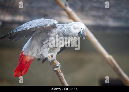 Pappagallo grigio africano (Psittacus erithacus) in cattività Foto Stock