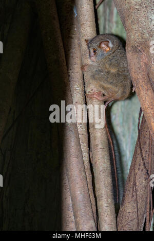 Tarsius piccola scimmia notturna appeso a un albero nella foresta in Indonesia Foto Stock