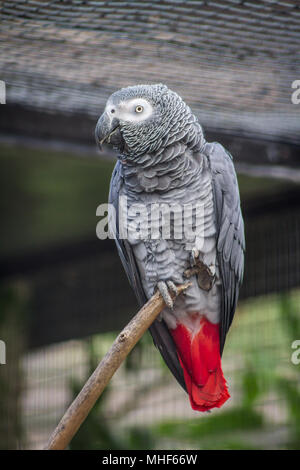 Pappagallo grigio africano (Psittacus erithacus) in cattività Foto Stock