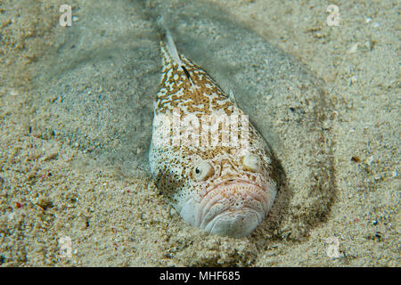 Sacerdote Stargazer scorpion fish mentre si nasconde nella sabbia Foto Stock