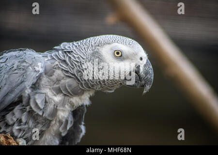 Pappagallo grigio africano (Psittacus erithacus) in cattività Foto Stock